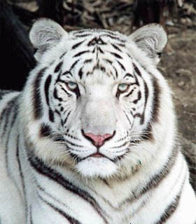 White Tiger Mascot